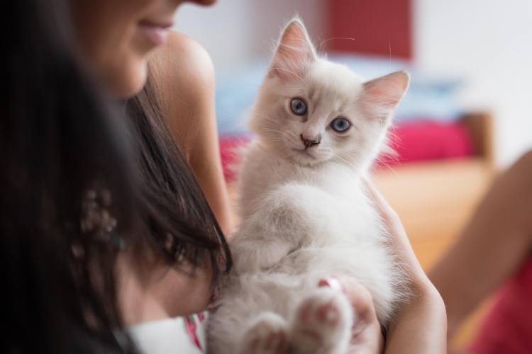 new-kitten-supplies