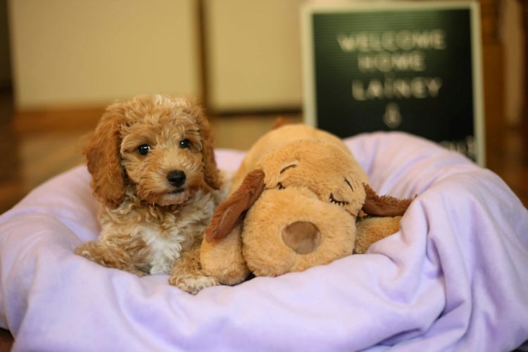 new puppy in a cozy dog bed at home