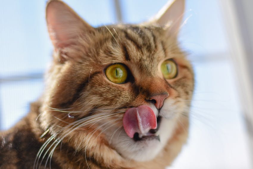 Tabby cat licking its lips close up