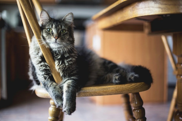 gray cat resting on a wooden chair