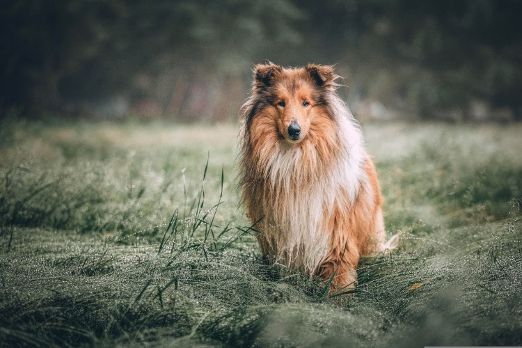 Collie sitting in wet grass outside