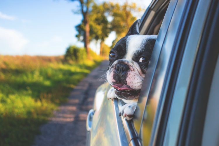 dog in car evacuating with family