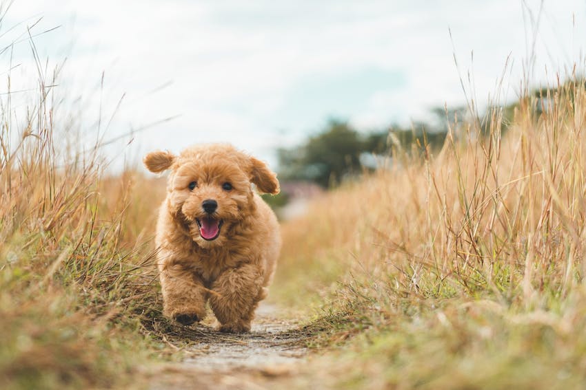 Brown puppy running down a path in a field
