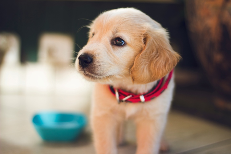 puppy-devlopment-milestones