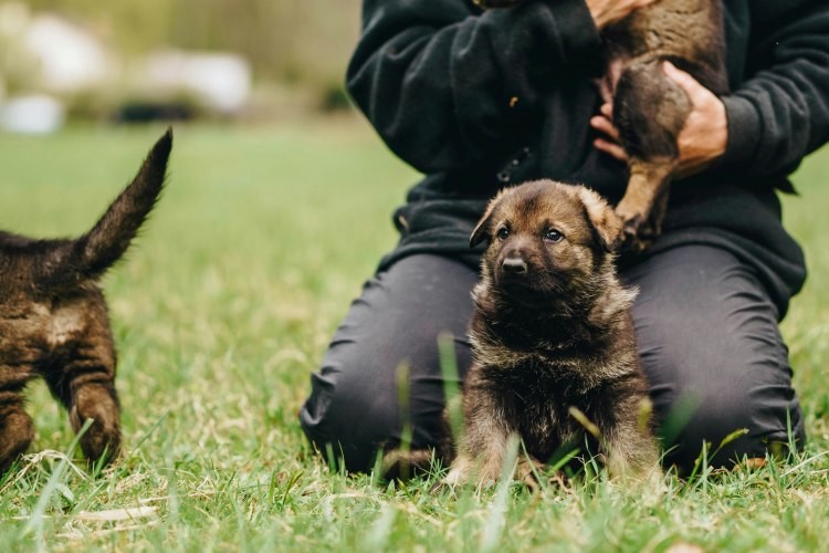 person sitting next to 3 puppies