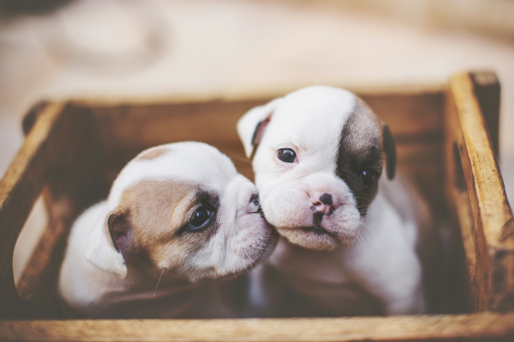 Puppy Insurance: What to Look For, When to Enroll, and Why Earlier Is Better