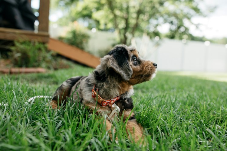À quelle fréquence devriez-vous amener votre chiot chez le veterinare la première année?