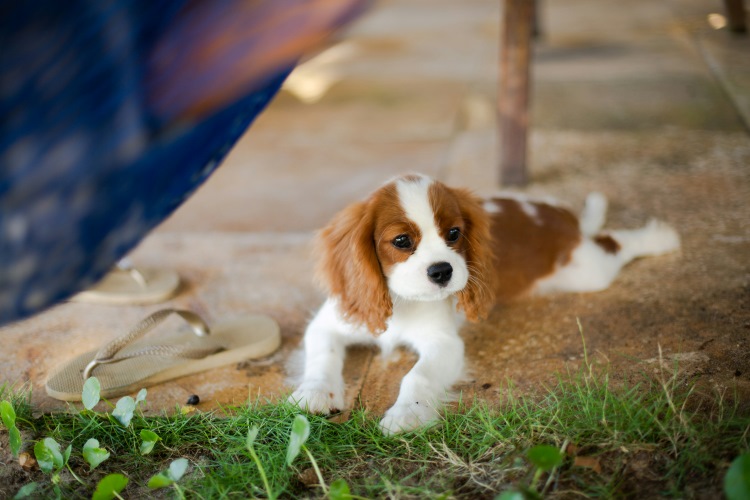 Puppy resting under a table outdoors