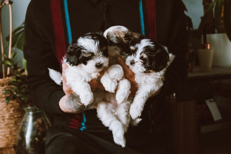 Person holding 3 puppies