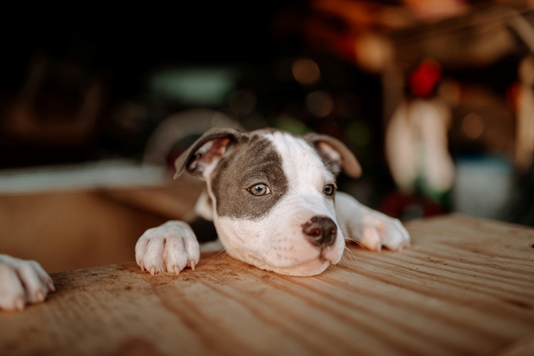 Puppy resting his head on a table