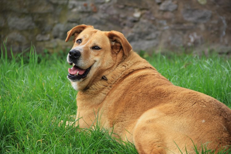 overweight dog resting outside