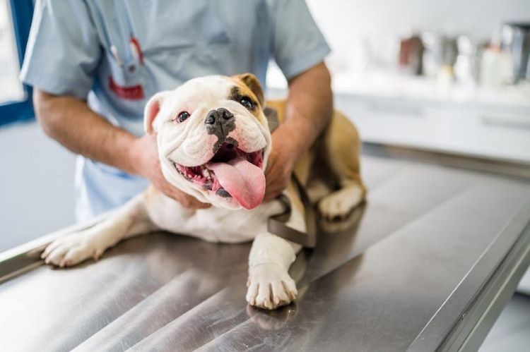 Vet Checklist: What to Ask at Your Next Appointment