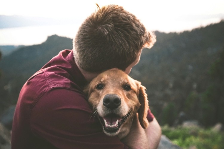 should-i-adopt-or-buy-a-dog