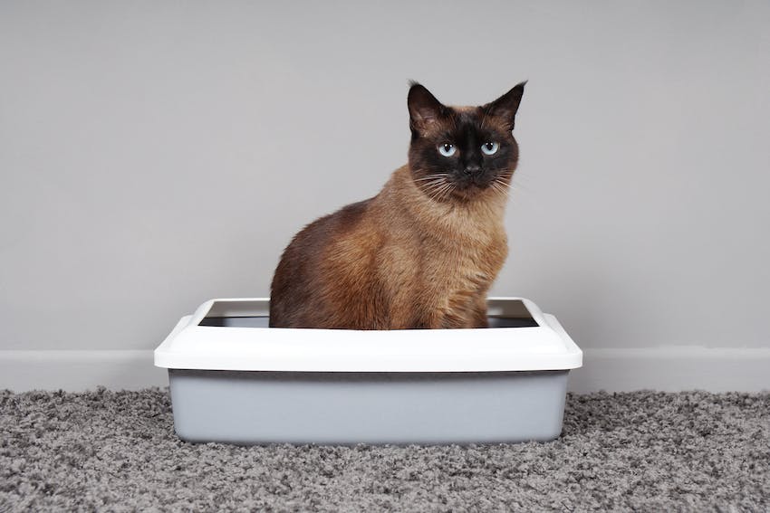 A kitten sitting in a litter box on a carpet