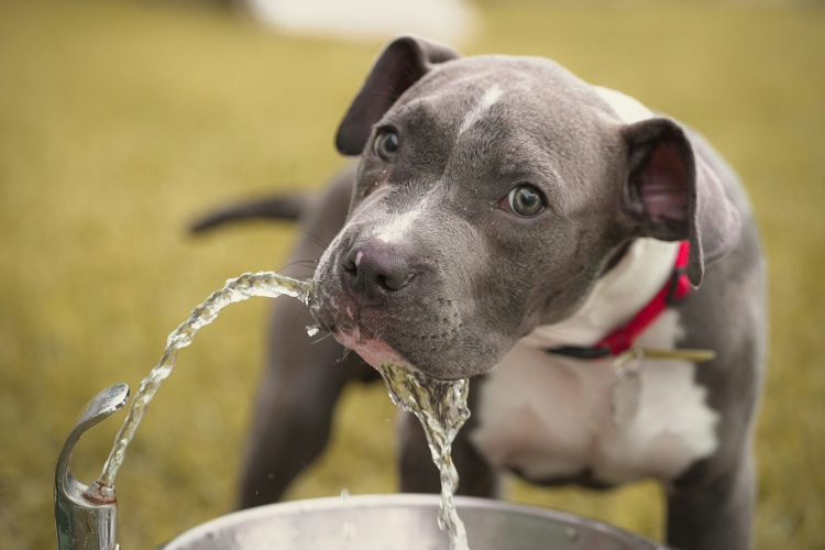 dog drinking water from a fountain