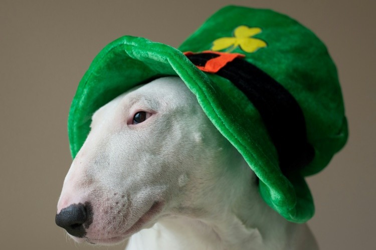 st-patricks-day-pet-safety