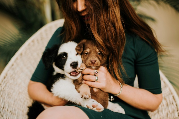 things-to-buy-for-new-puppy