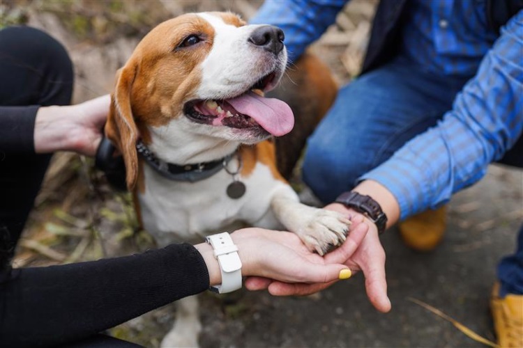 trupanion-partners-with-shelters-united