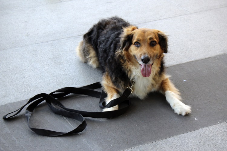 How Hot Is Too Hot to Walk a Dog?