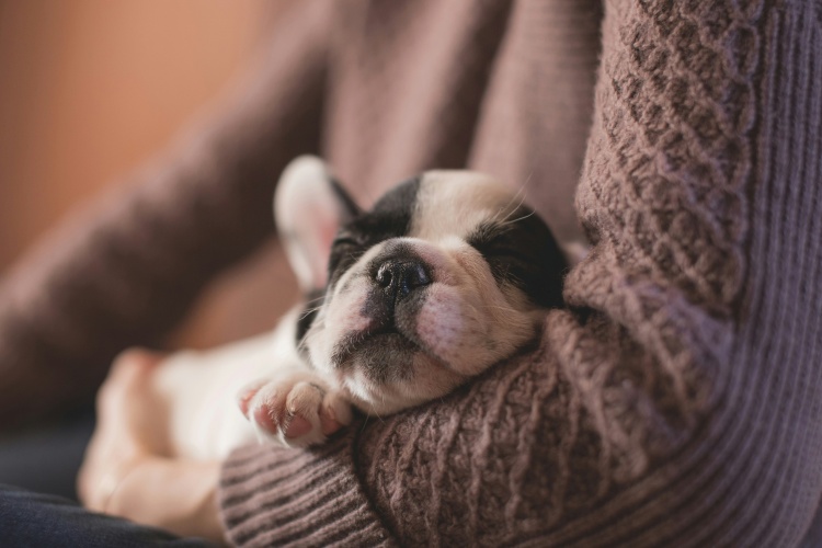 puppy sleeping in a person's arms