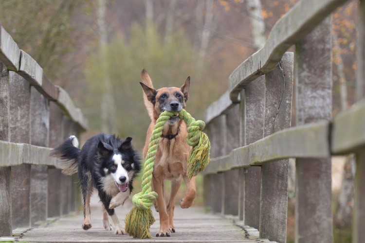 two dogs playing outside