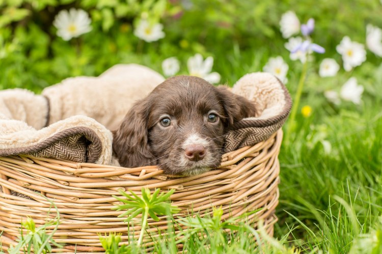 puppy in a basket outdoors
