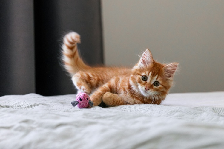 Kitten playing with toys on a bed