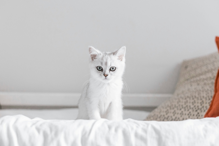 White Kitten sitting on a bed