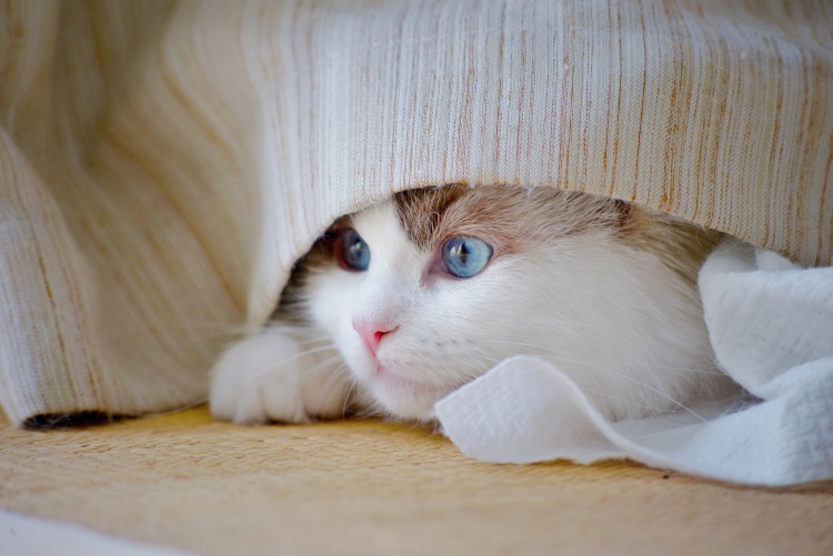Cat resting under the bed