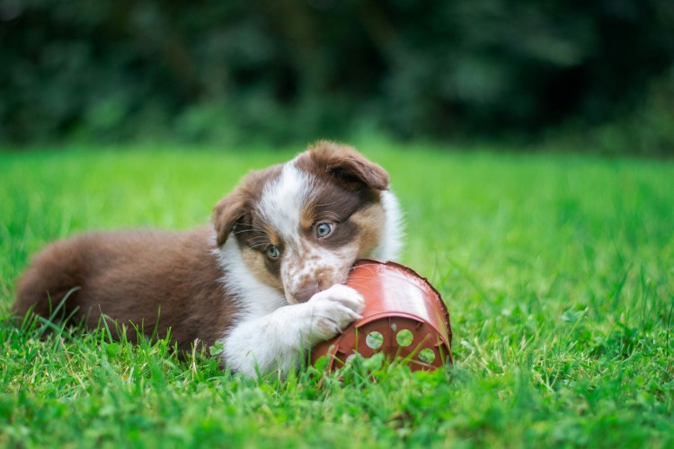 puppy playing with a plastic plant pot in grass outside