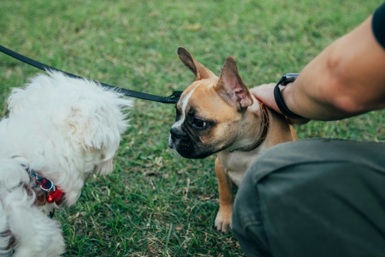 puppy meeting other dogs outside