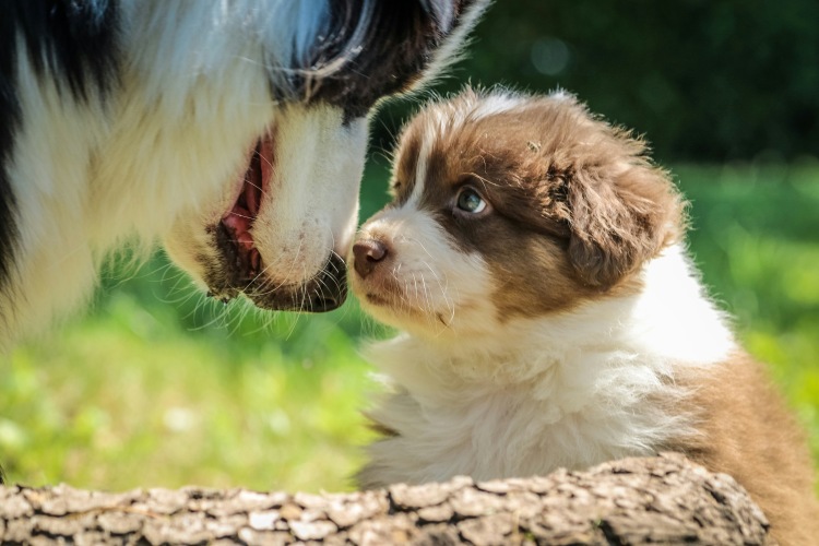 puppy touching noses with an adult dog outdoors