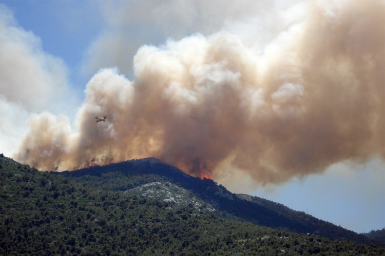 wildfire-and-pets