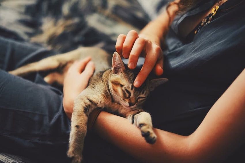 Kitten being held by a pet owner and stroked on the head