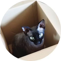 siamese cat