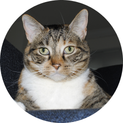 cat with green eyes