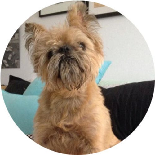 Noodle the dog