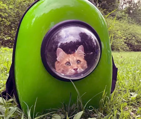 Cat in a green bubble carrier