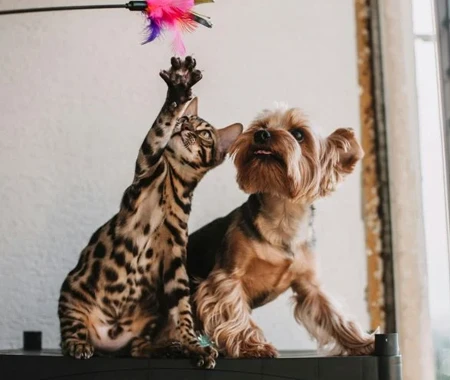 A cat and toy swat at a toy