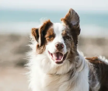 Cute dog outside with one ear up