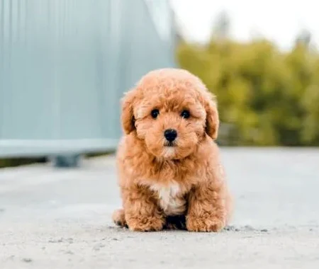Little dog standing on bridge