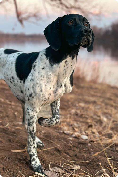 Black and white dog standing outside