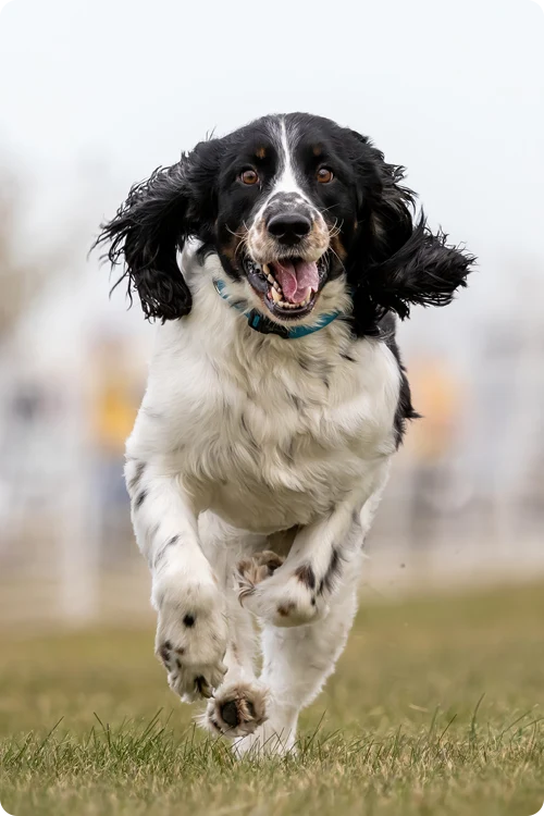 Black and white dog running outside