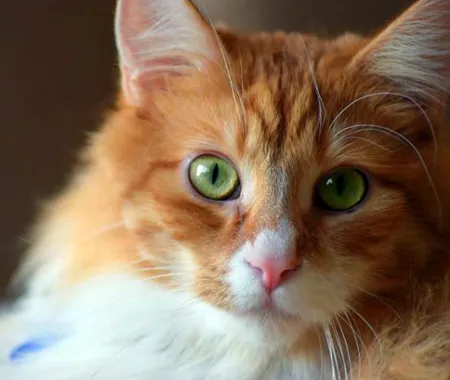 cat-marijuana