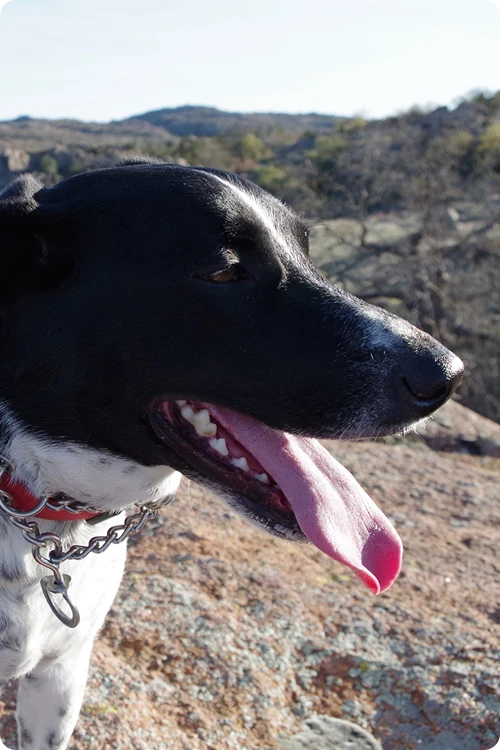 Close-up of black and white dog outside