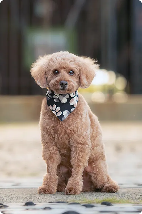 Doodle dog wearing a bandana