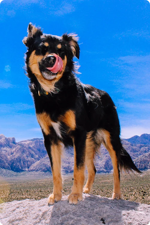 Black and brown dog standing in the desert
