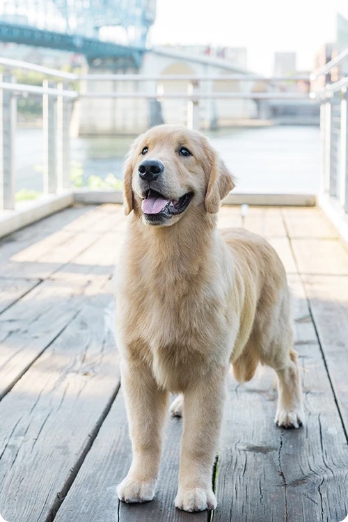 Golden Retriever standing on a boardwalk