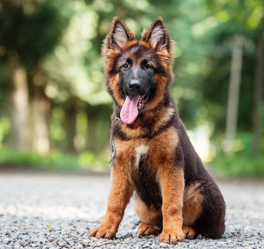 German Shepherd puppy