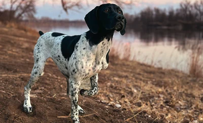 Black and white dog out near lake